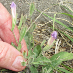 Ruellia corzoi