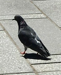 Columba livia