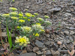 Alyssum umbellatum