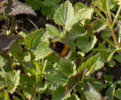 Bombus