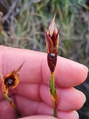 Willdenowia incurvata