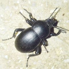 Tenebrionidae