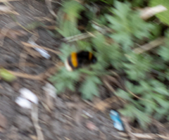 Bombus