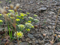 Alyssum umbellatum