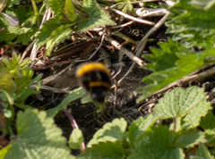 Bombus