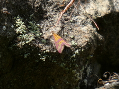 Pyrausta sanguinalis