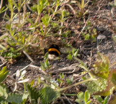 Bombus