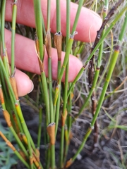 Willdenowia incurvata