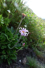 Mairia purpurata