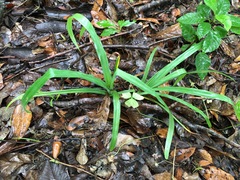Hymenocallis occidentalis
