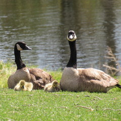 Branta canadensis