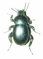 Tenebrionidae