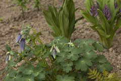 Aquilegia flabellata