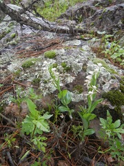 Habenaria clypeata