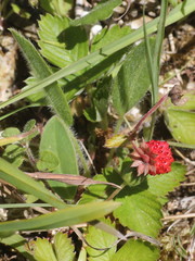Fragaria vesca vesca
