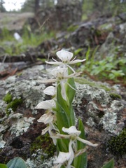 Habenaria clypeata