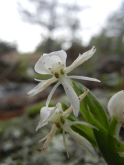 Habenaria clypeata