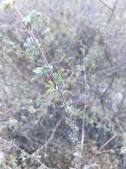 Dalea pulchra
