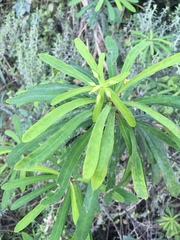 Euphorbia kraussiana