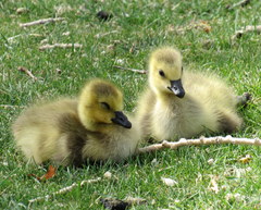 Branta canadensis