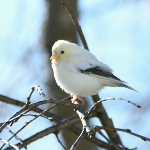 Spinus tristis