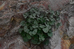Heuchera puberula