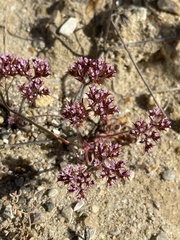 Chorizanthe staticoides
