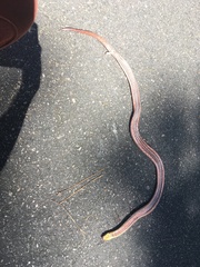 Farancia erytrogramma