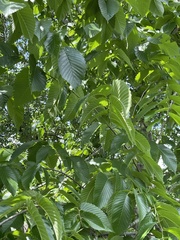 Ulmus