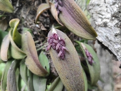 Acianthera breedlovei