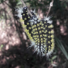 Leucanella memusae