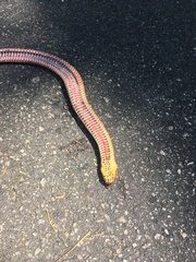 Farancia erytrogramma