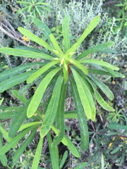 Euphorbia kraussiana