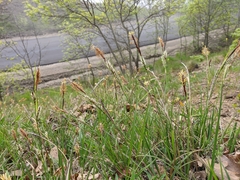 Carex flacca serrulata