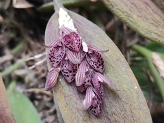 Acianthera breedlovei