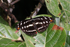 Image of Catonephele chromis