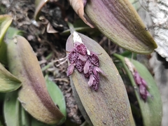 Acianthera breedlovei