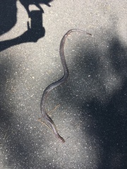 Farancia erytrogramma