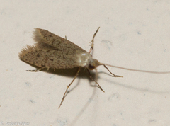 Adelidae