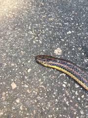 Farancia erytrogramma