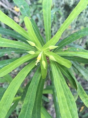 Euphorbia kraussiana