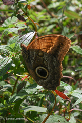 Caligo telamonius menus