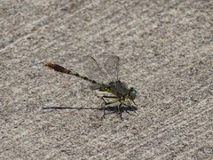 Arigomphus lentulus