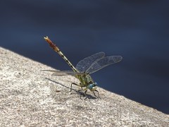 Arigomphus lentulus