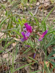 Lathyrus digitatus