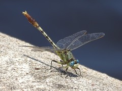 Arigomphus lentulus