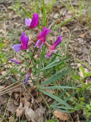 Lathyrus digitatus