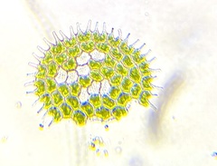 Pseudopediastrum boryanum longicorne