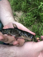 Ameiurus platycephalus