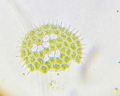 Pseudopediastrum boryanum longicorne